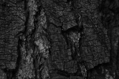 Tree Bark