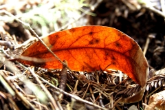 Brown Leaf