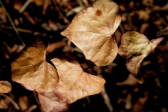 Brown Leaves 2