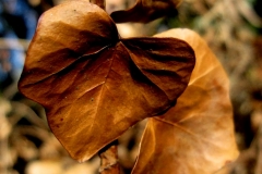 Brown Leaves