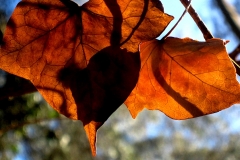 Brown Leaves 3