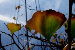 Fan Leaves