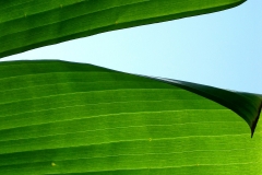 Green Leaf Curtain