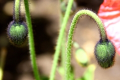 Stems Bowing