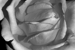 Grey Petals