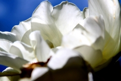 White Petals