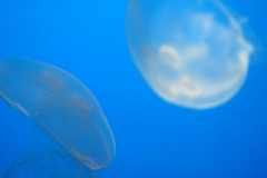 Jellyfish 2