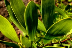 Long Green Leaves