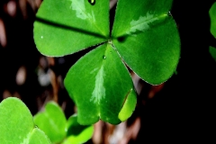 More Clovers