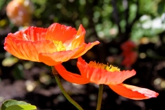 Orange Profile