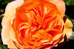 Orange Folds