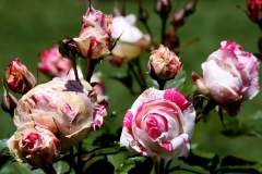 Peppermint Flowers