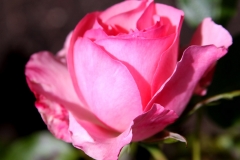 Pink Rose