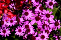 Purple Daisies