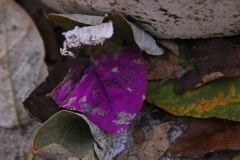 Purple on The Ground