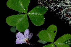 Clover and Purple Flower