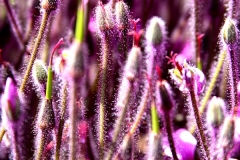 Purple Fuzzy