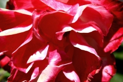 Red Petals Close