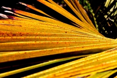 Yellow Reeds