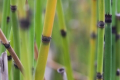 Reeds 1