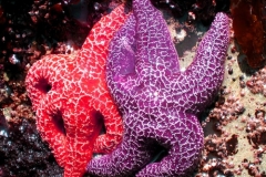 Starfish