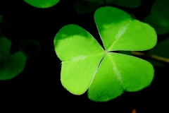 3 Leaf Clover