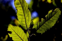 Three Green Leaves