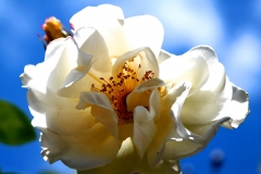 White With Blue Sky