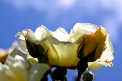 White With Blue Sky