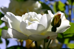 White with Bud on the Right