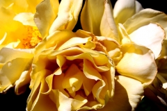 Yellowish Petals