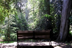 Bench in the Woods