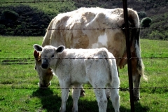 Momma and Baby Cow