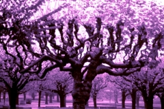 Purple Trees