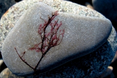 Red Plant on Rock